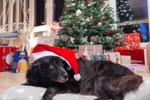old black dog wearing a christmas hat posing in front of a christmas tree in smaller size image