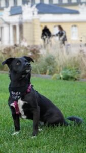small black and white dog posing in front of german castle