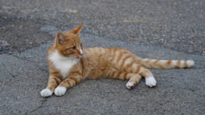 Ginger and white cat lounging flat on a paved asphalt surface