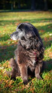 Fluffy senior black dog sitting on lush green grass in bright afternoon sunlight.