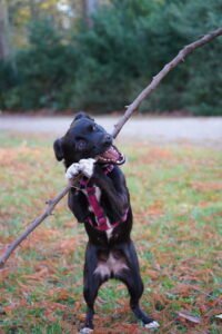 Playful black dog standing on hind legs holding a large stick outdoors