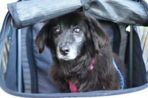 Small black dog looking out from a grey fabric pet travel carrier.