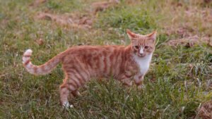Orange tabby cat walking through a green grassy field