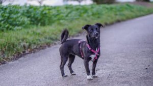Small black mixed-breed dog standing on a paved country lane
