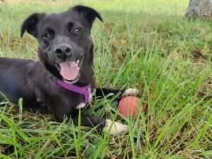 A happy black dog panting on a green grass field next to a pink ball.