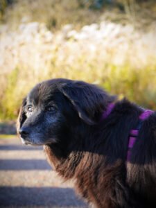 Side profile portrait of a dark fluffy dog with soft bokeh golden hour lighting.