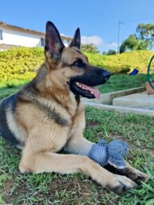 German Shepherd dog resting on a green lawn looking off-camera