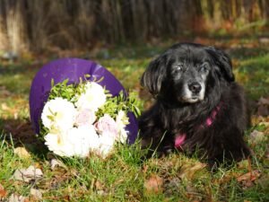 Black dog lying in green grass next to white flowers and a purple ribbon