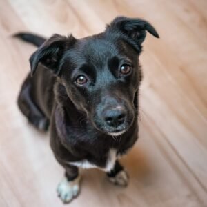 High angle view of a small black and white dog looking up at the camera on a hardwood floor